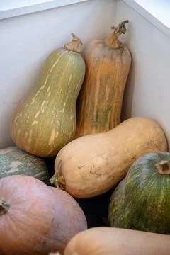 Various types of squash, including butternut and green pumpkin Stock Photos