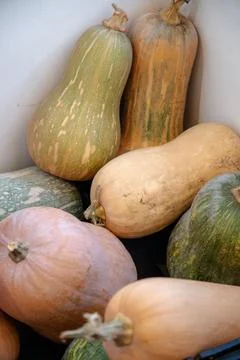 Various types of squash, including butternut and green pumpkin Stock Photos