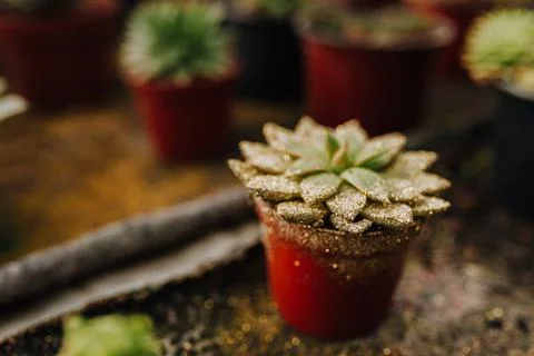 Various types of succulent in flower pots in the greenhouse. Closeup, selec.. Stock Photos