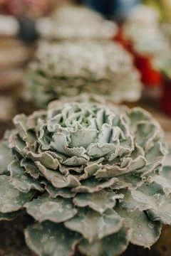 Various types of succulent in flower pots in the greenhouse. Closeup, selec.. Stock Photos