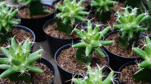 Various types of succulent plants in pots 스톡 사진