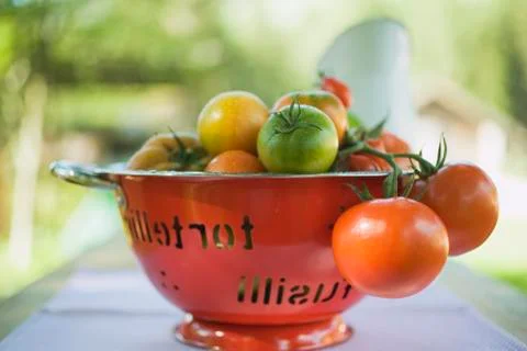 Various types of tomatoes in colander on table out of doors Stock Photos