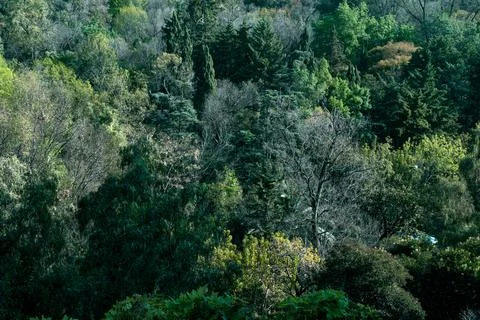 Various types of tree texture Foto stock