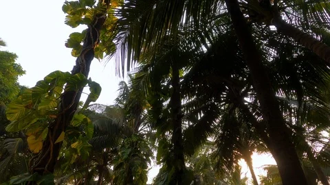 Various types of trees Stock Footage 125047108