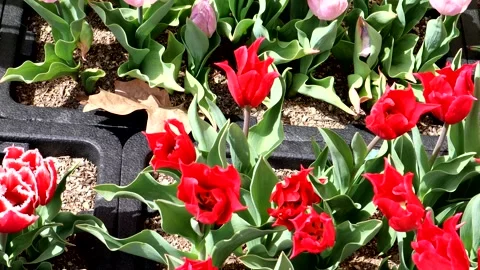 Various types of tulips Stock Footage 335112185