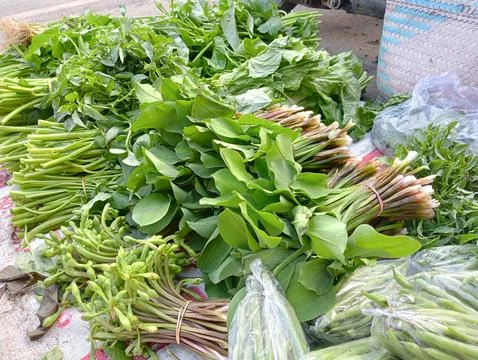 Various types of vegetables Stock Photos