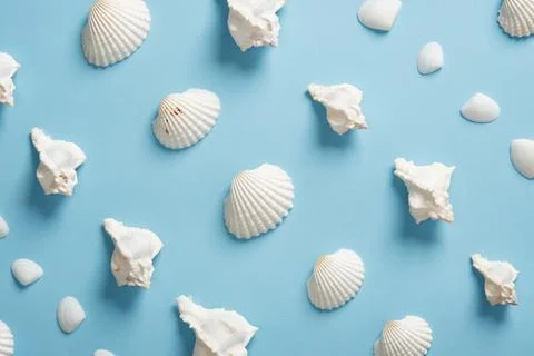 Various types of white shells, scallops and conchs, on a light blue backgro.. Stock Photos