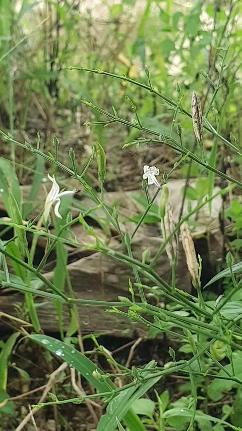Various types of wild flowers growing in the village Video stock 310818409