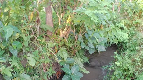 Various types of wild plants above a small river 스톡 동영상 242528684