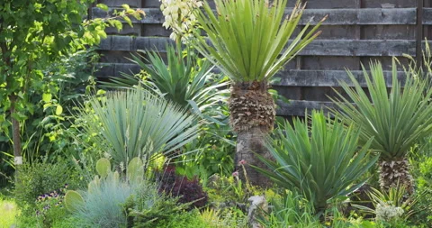 Various types of Yucca plants in a Mediterranean garden Stock-Footage 337583715