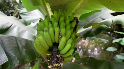 Various varieties of banana trees growing on farm Stock Footage 274497117