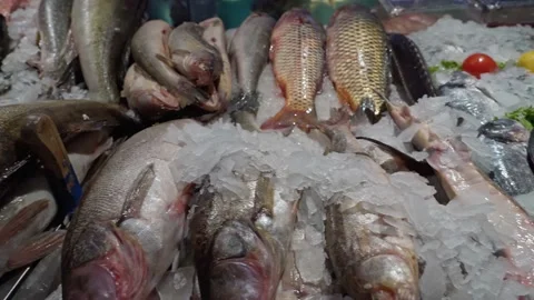 Various varieties of fish on the counter of the fish market Stock Footage 167477706