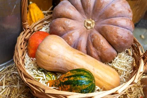 Various varieties of pumpkins and squash in woven basket. Autumn harvest Stock Photos