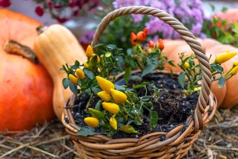 Various varieties of pumpkins and squash in woven basket demonstrate the esse Foto stock