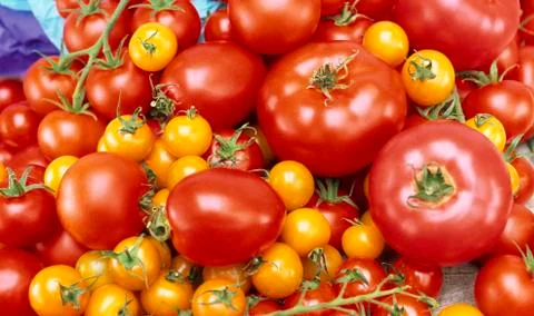 Various varieties of tomatoes Stock Photos