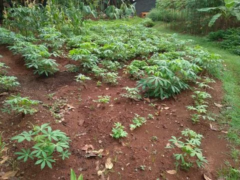 Various vegetable and fruit plants grow well in the garden Stock Photos