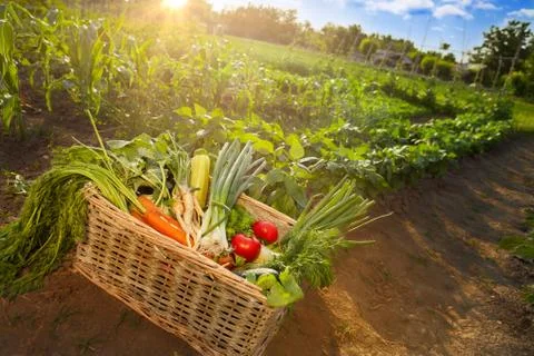 Various vegetables in wicker box Stock Photos