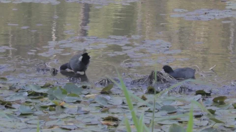 Various Waterfowl from Australia Stock Footage 86665025