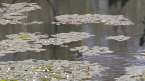 Various Waterfowl from Australia Stock Footage 86665138
