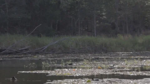 Various Waterfowl from Australia Stock Footage 86665177