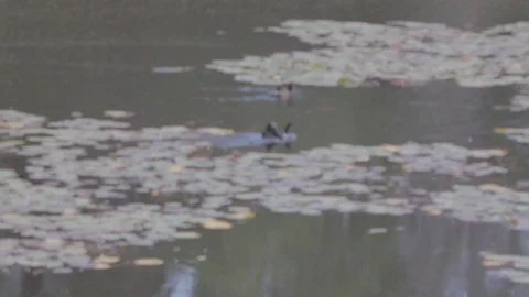 Various Waterfowl from Australia Stock Footage 86665178