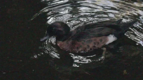 Various Waterfowl from Australia Stock Footage 86665248