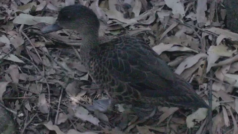 Various Waterfowl from Australia Stock Footage 86665261