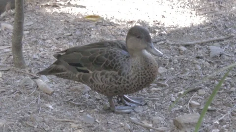 Various Waterfowl from Australia Stock Footage 86665487