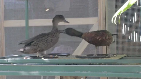 Various Waterfowl from Australia Stock Footage 86666483