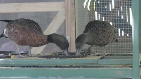 Various Waterfowl from Australia Stock Footage 86666492