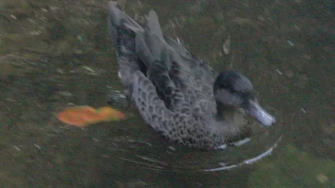 Various Waterfowl from Australia Stock Footage 86666634