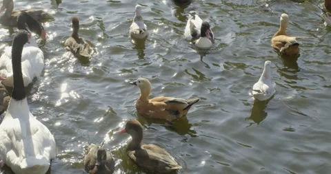 Various waterfowl Stock Footage 251464249