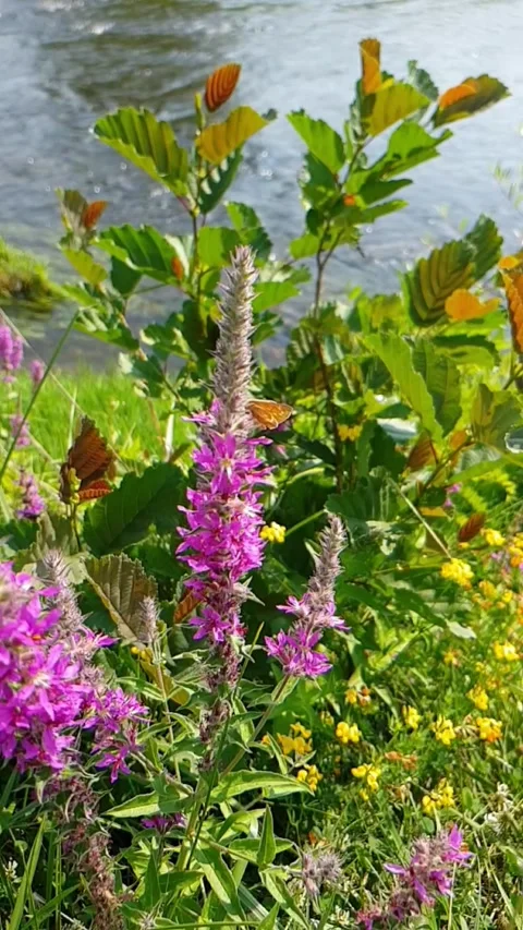 Various wild flowers by the river Stock Footage 248225818