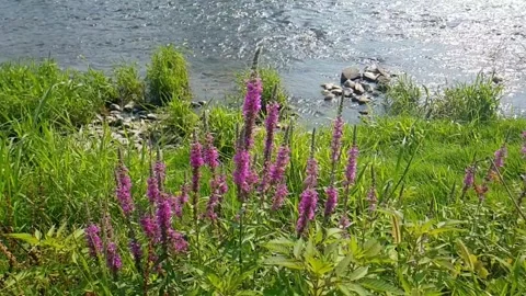 Various wild flowers by the river Stock-Footage 248226643