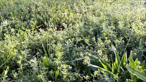 Various wild herbs densely cover the ground Stock Footage 77675529