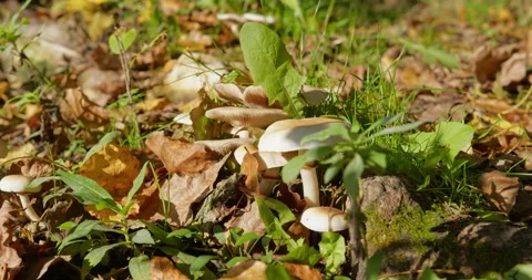 Various wild white mushrooms surrounded with green grass and dry leaves in woods Stock Footage 263133395