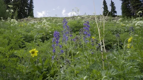 Various Wildflowers in a field Stock Footage 91663148