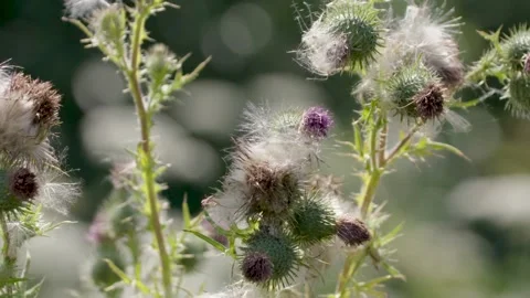 Various wildlife clips 스톡 동영상 163338076