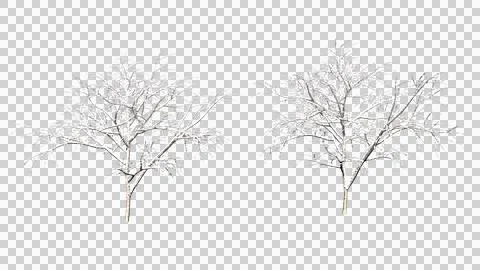 Various winter trees clipping path various winter trees isolated Stock Photos