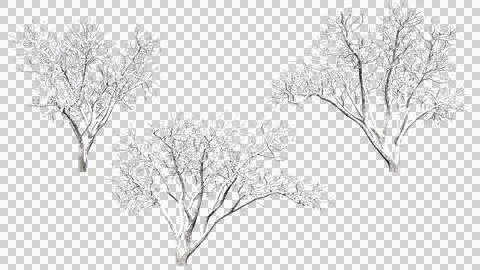 Various winter trees clipping path various winter trees isolated Stock Photos