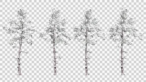 Various winter trees clipping path various winter trees isolated Stock Photos