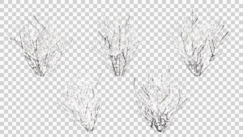 Various winter trees clipping path various winter trees isolated Stock Photos