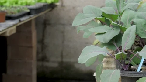 Various young seedlings in pots to be raised Stock-Footage 132705944