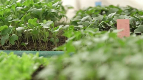Various young seedlings in pots to be raised Video stock 132706214