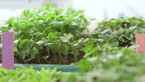 Various young seedlings in pots to be raised Video stock 132722096