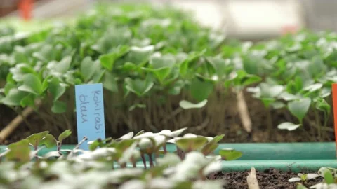 Various young seedlings in pots to be raised Video stock 132722455