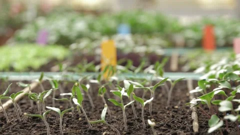 Various young seedlings in pots to be raised Video stock 132722588