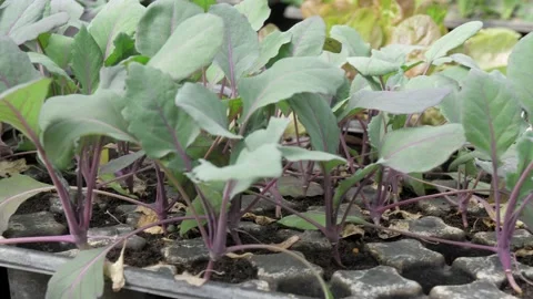 Various young seedlings in pots to be raised Video stock 132724004