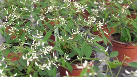 Various young seedlings in pots to be raised Stock-Footage 132727924