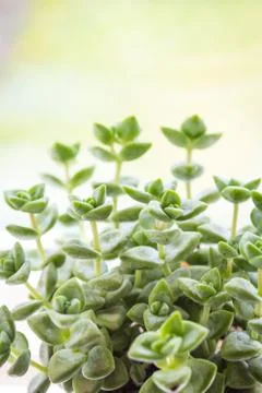 Various252 (393 of 1) Stock Photos